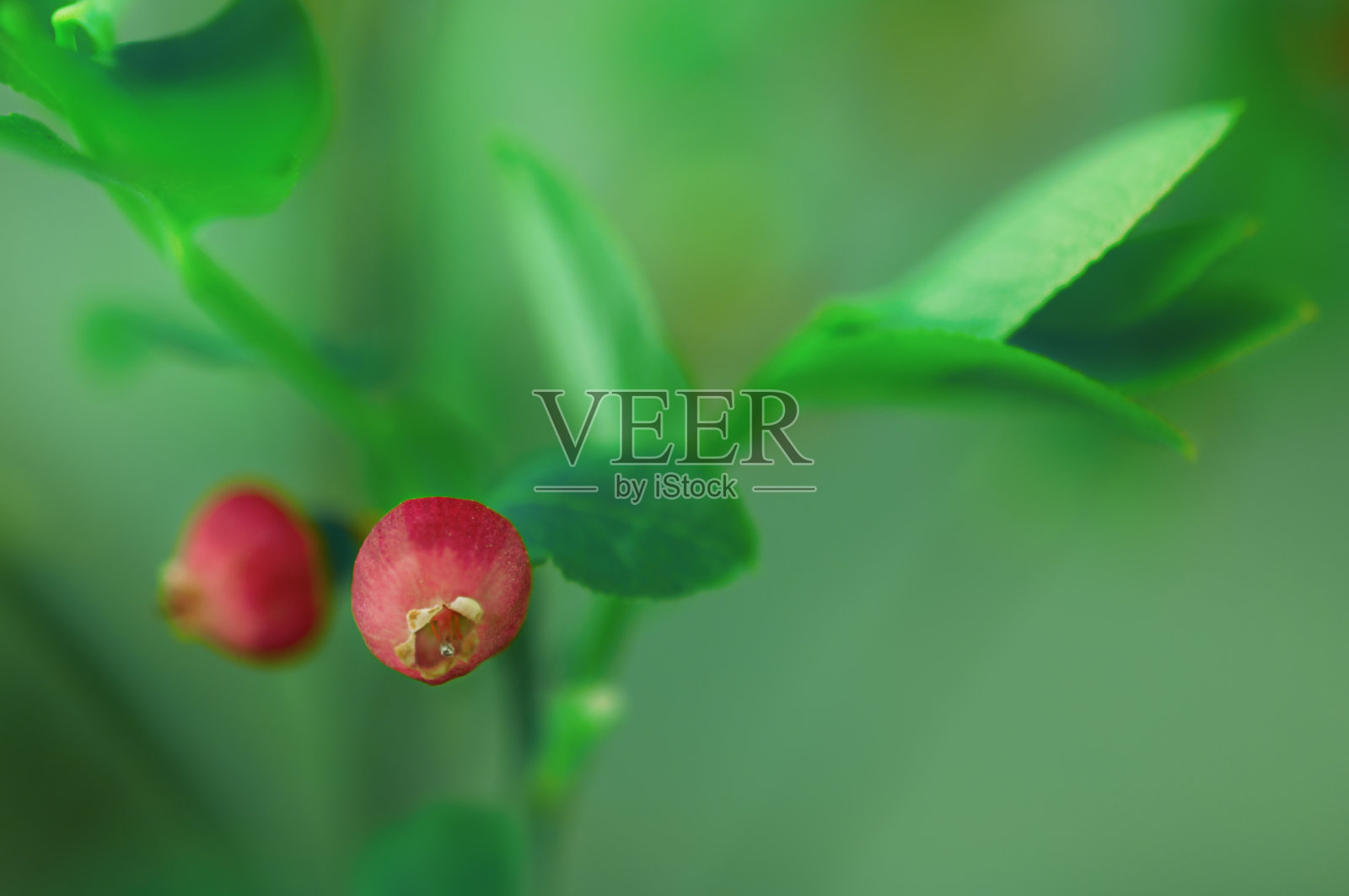 蓝莓花在绿色模糊的背景上照片摄影图片