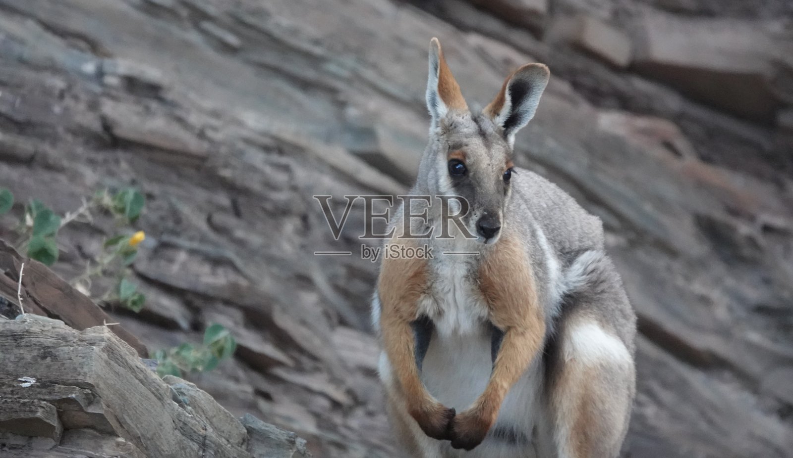 黄脚岩小袋鼠照片摄影图片
