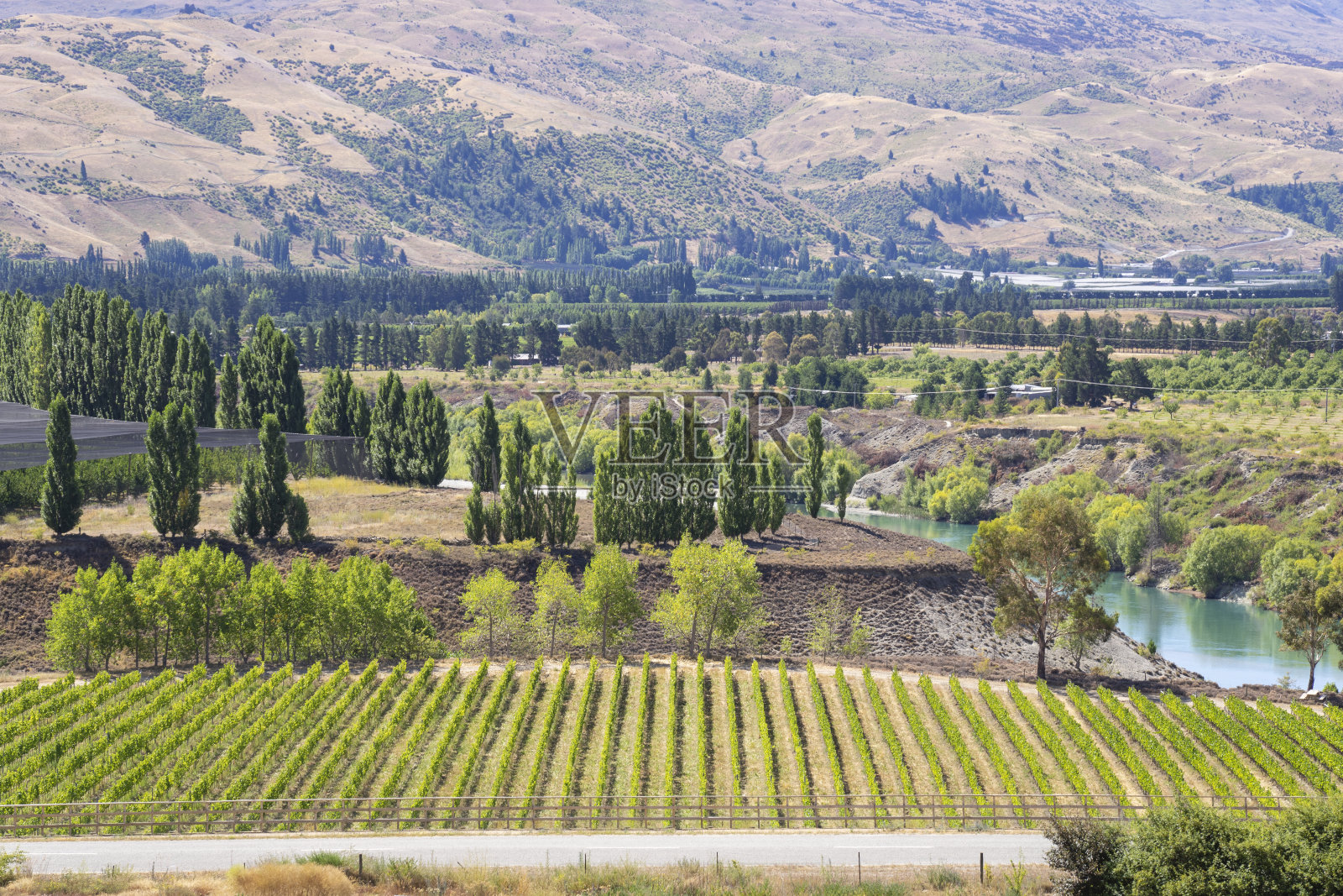前景是一片绿色的葡萄园，俯瞰着平静的河流和薄雾缭绕的山脉。照片摄影图片
