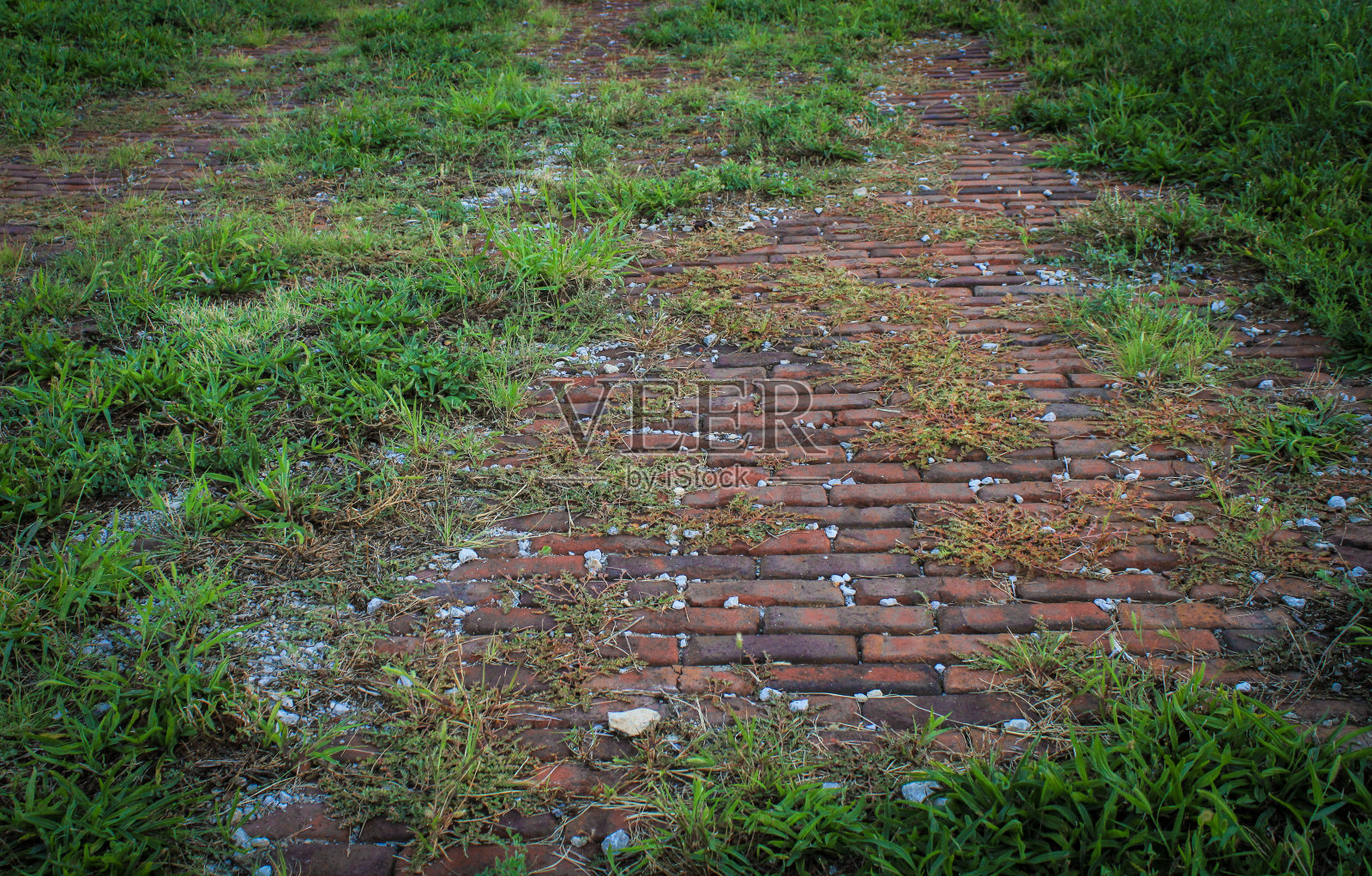 杂草丛生的砖照片摄影图片