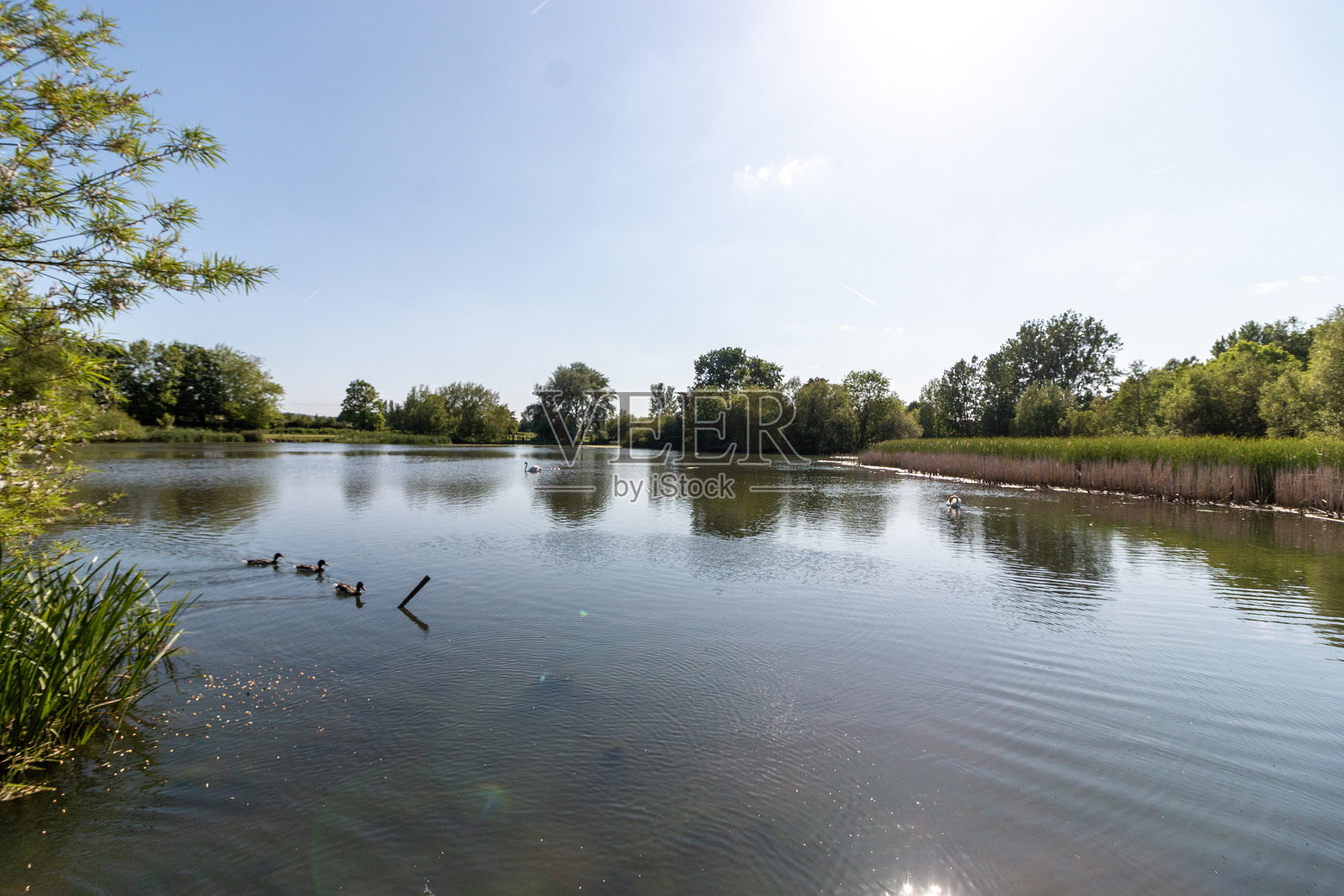 池塘里的鸭子照片摄影图片