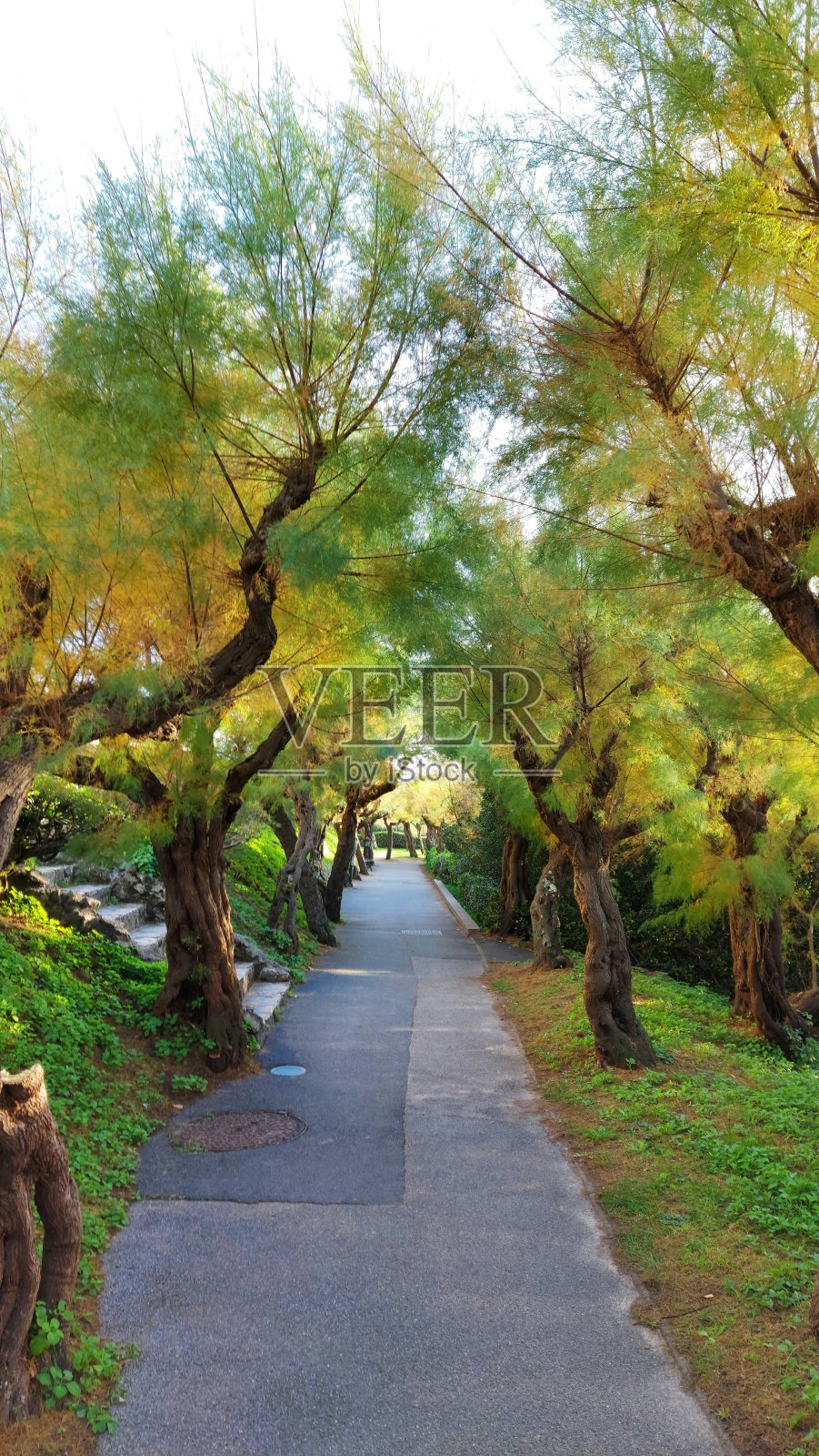 小径照片摄影图片