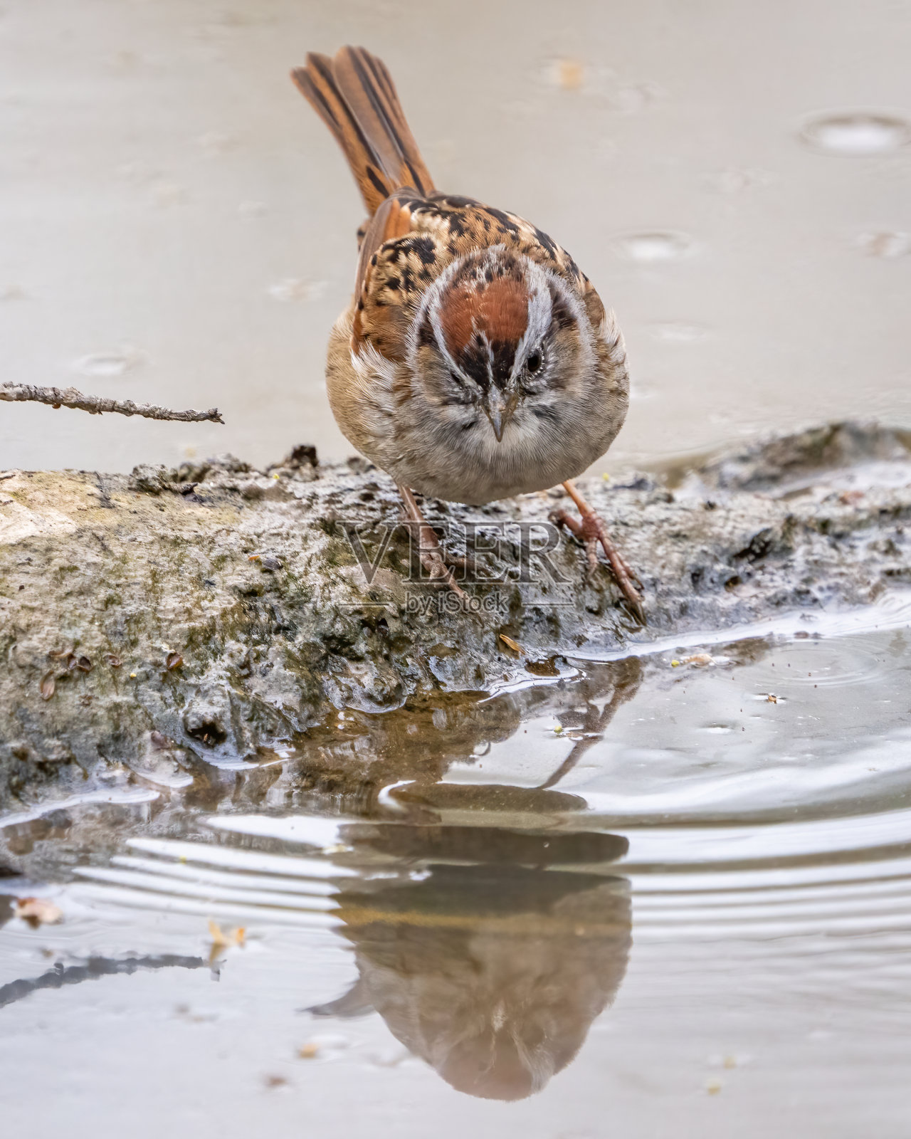树枝上的麻雀照片摄影图片