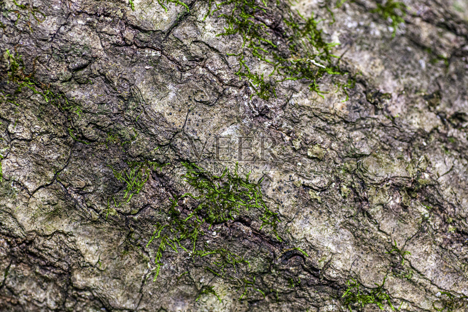 木头的背景照片摄影图片