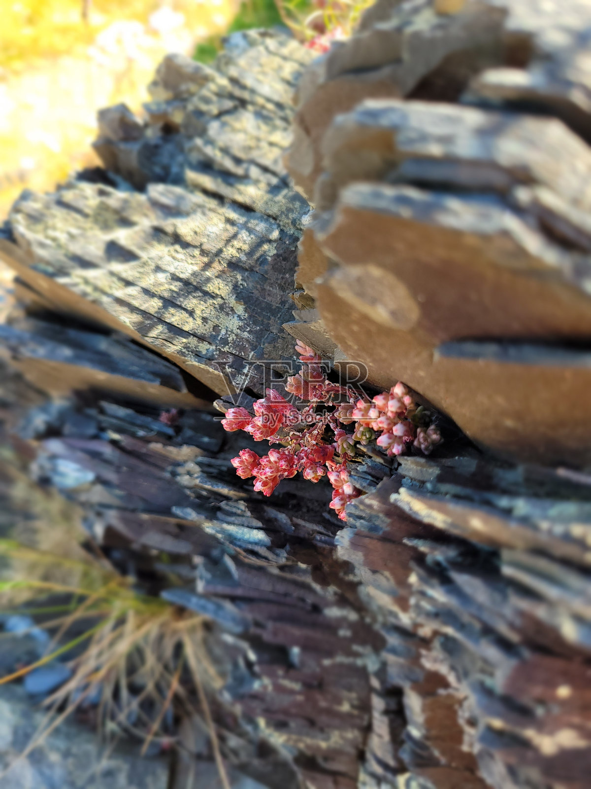粉红色石南海岸花，威尔士海岸小径照片摄影图片