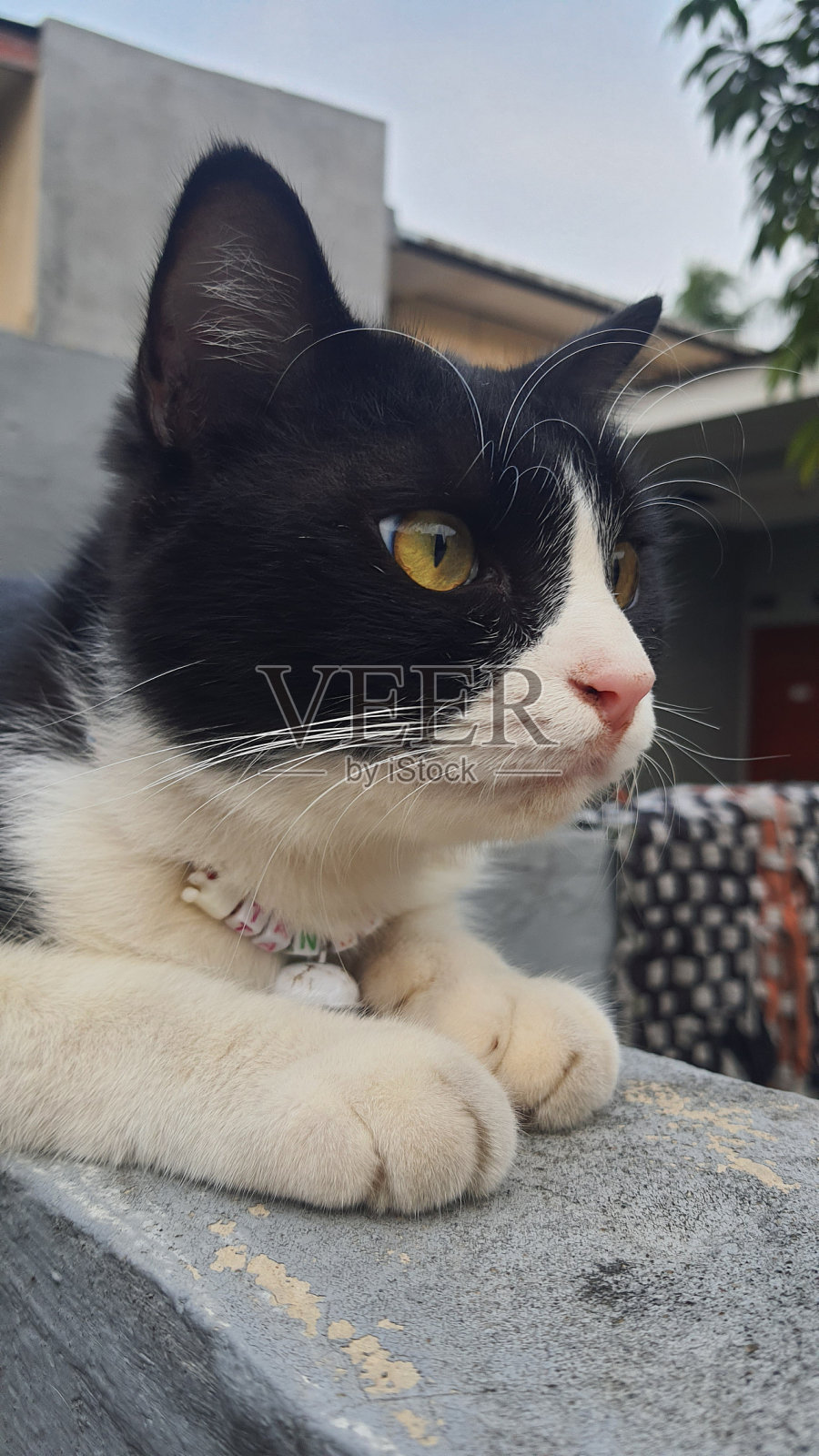 黑猫和白猫休息的特写照片摄影图片