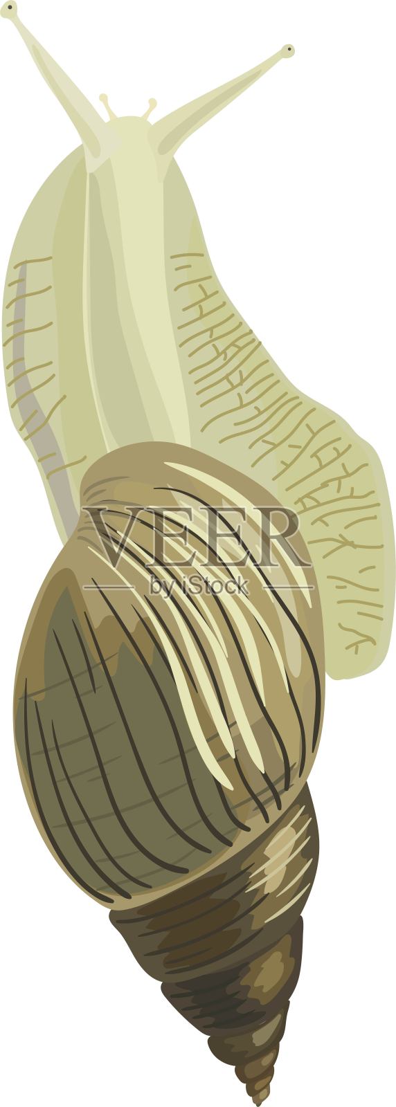 巨型非洲蜗牛(Lissachatina fulica)，孤立于白色背景上。从上面看插画图片素材