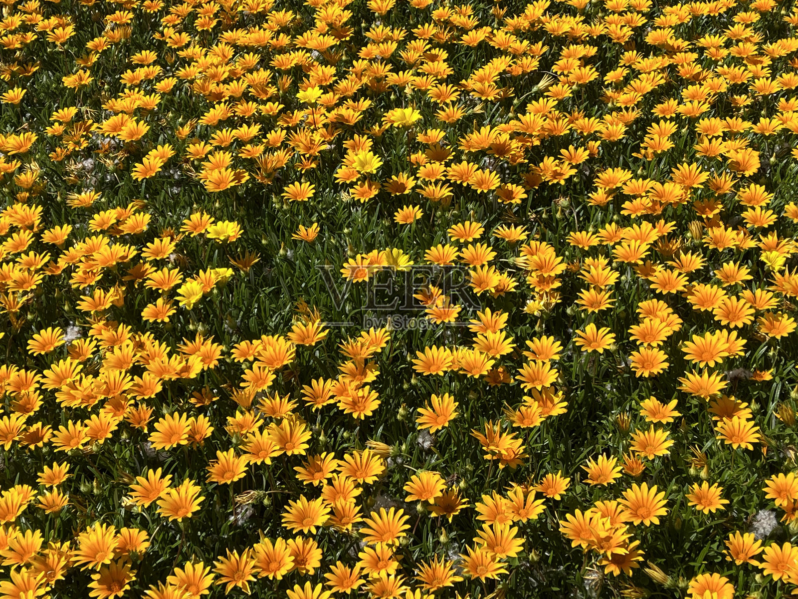 黄色的花照片摄影图片