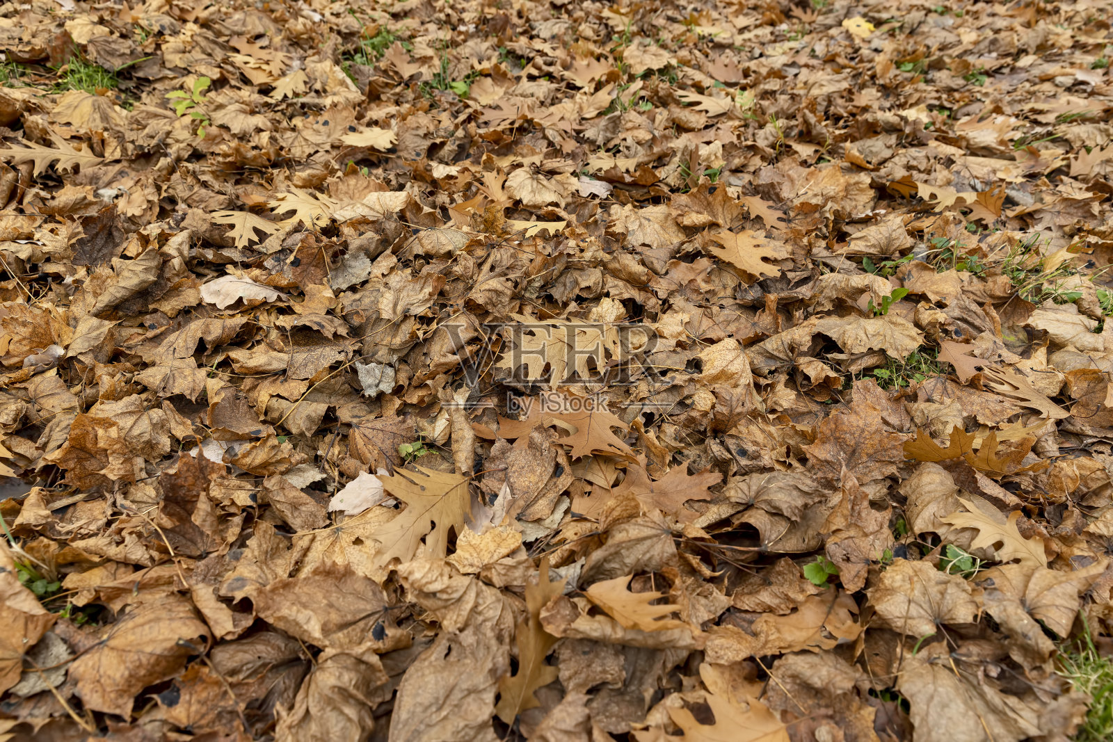 欧洲树上的秋叶照片摄影图片