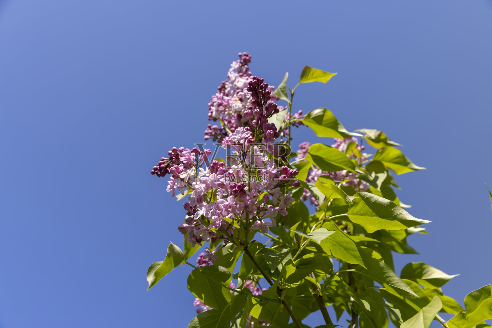 一棵盛开的丁香树，在春天长着绿色的叶子照片摄影图片