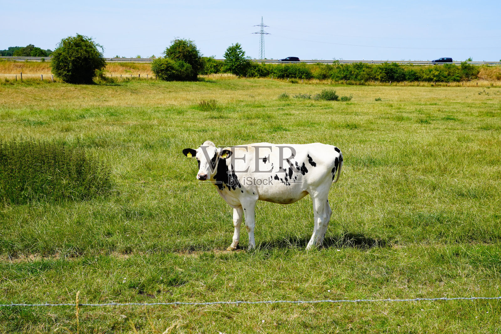 荷兰牧场上的奶牛照片摄影图片