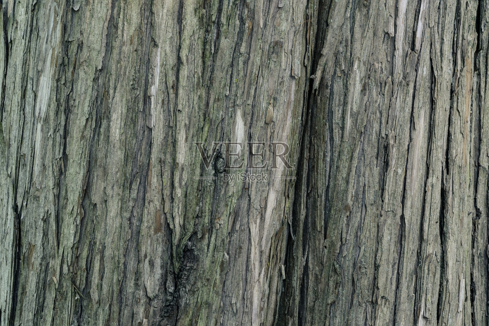 树干的高分辨率特写照片。照片摄影图片