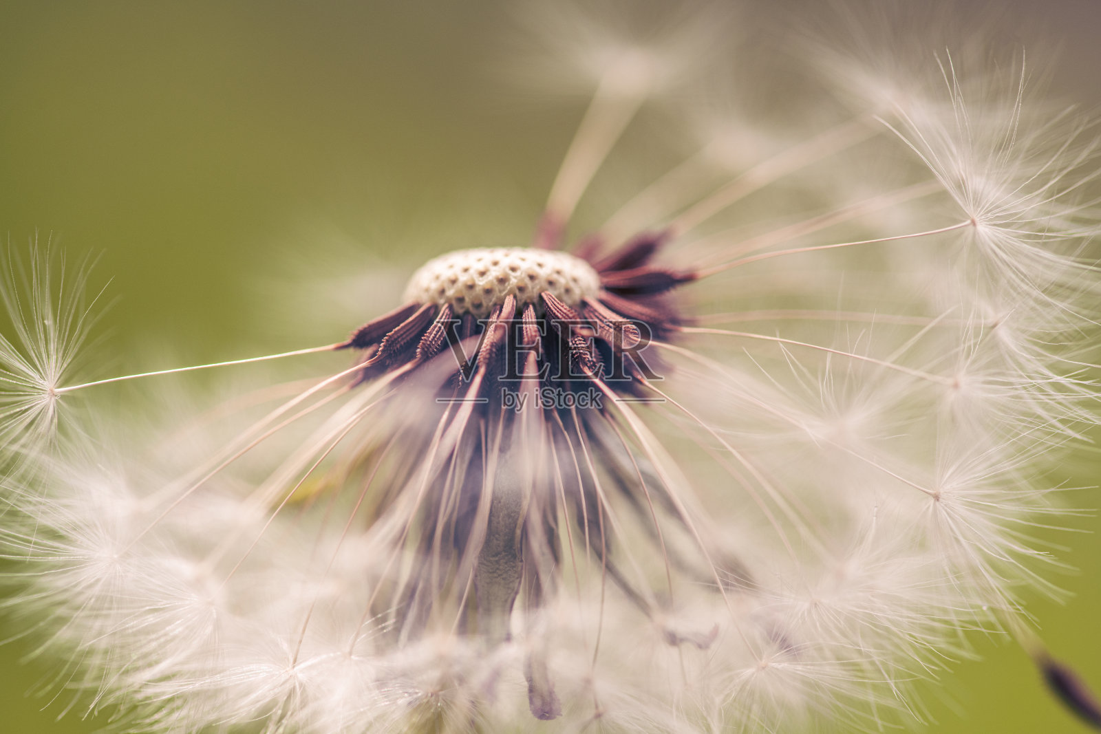 蒲公英种子靠近点照片摄影图片