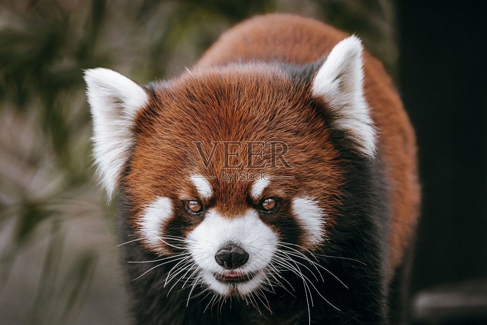 一只可爱的小熊猫在动物园的树林里散步照片摄影图片