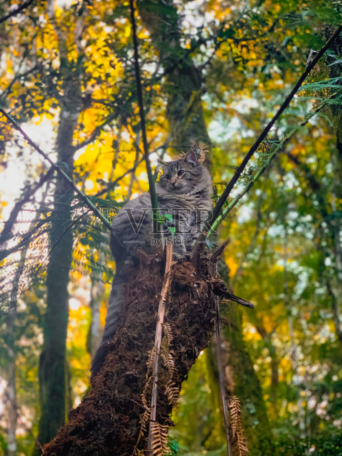 漂亮的猫坐在树顶上照片摄影图片
