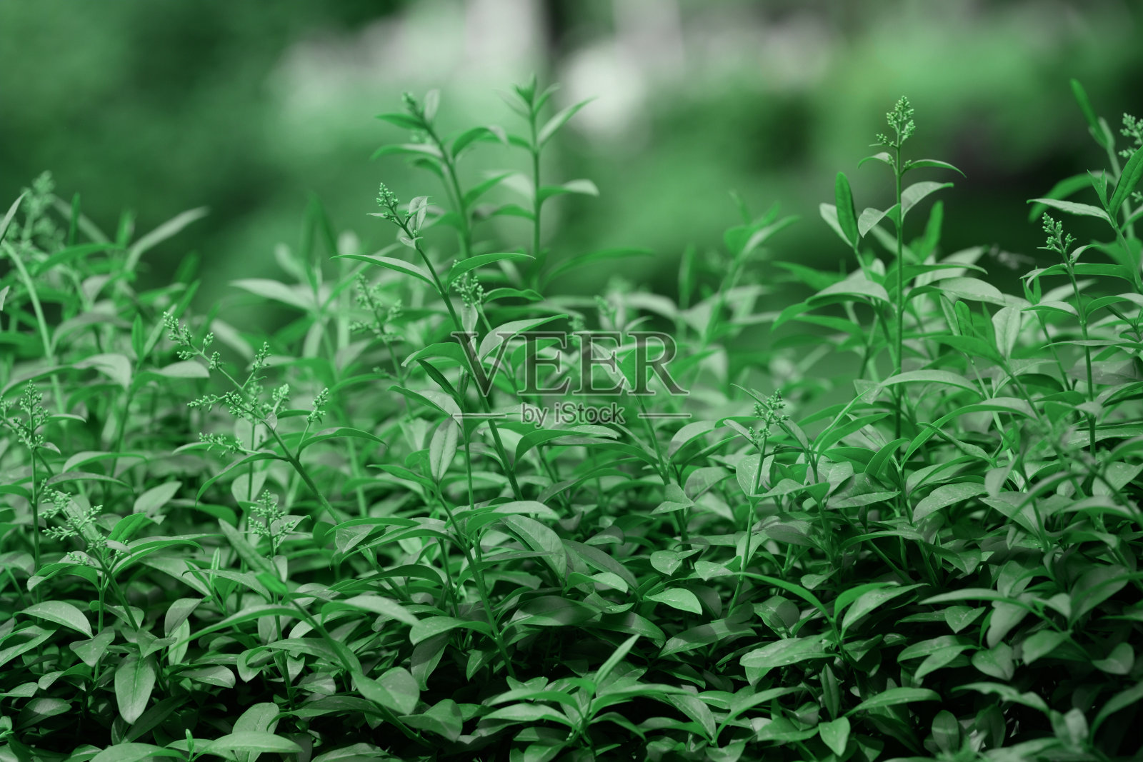 灌木普通女贞在花园里与绿叶照片摄影图片