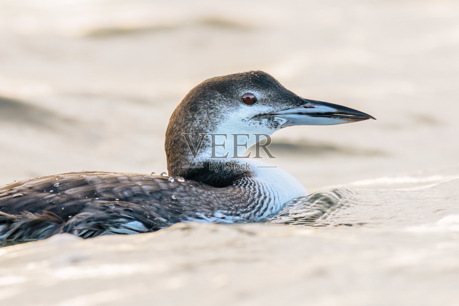 日出背光下的潜鸟特写照片摄影图片