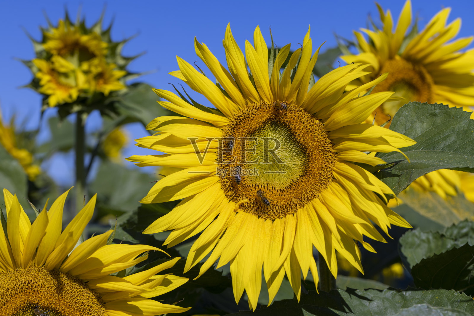 夏天盛开着美丽的黄色向日葵照片摄影图片