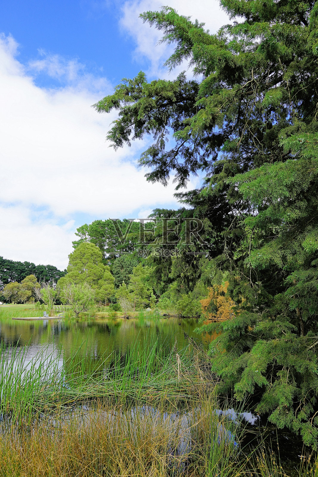 拉拉拉拉，澳大利亚维多利亚照片摄影图片
