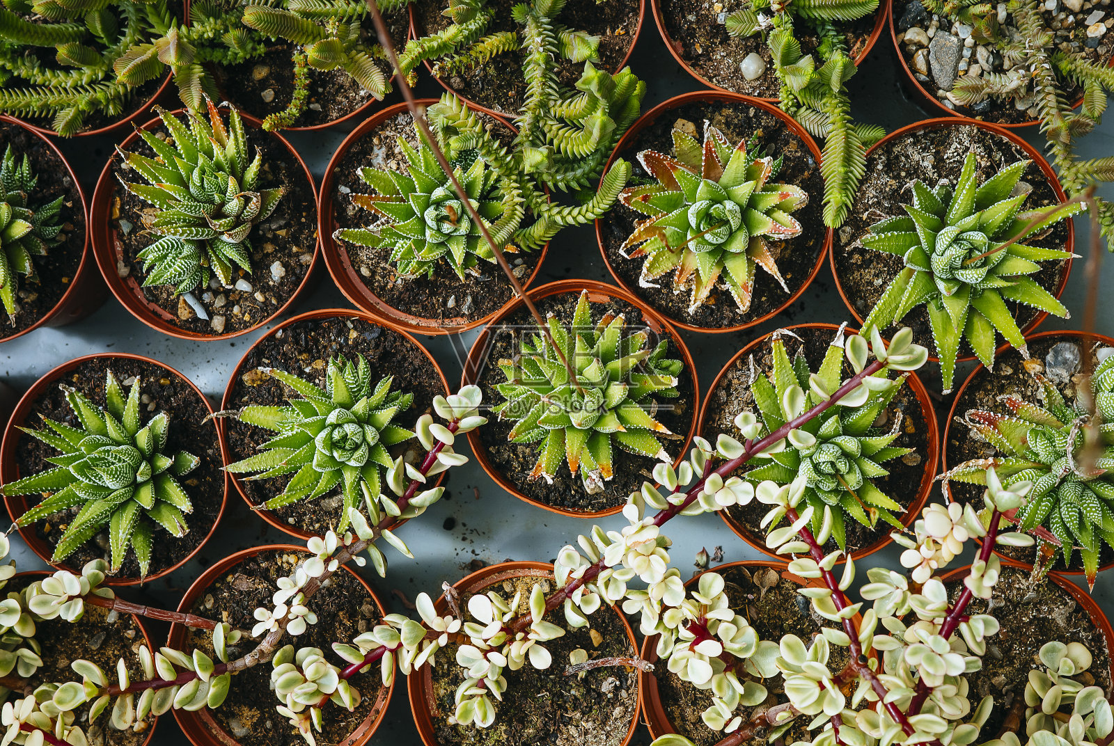直接选择上面的小仙人掌植物照片摄影图片