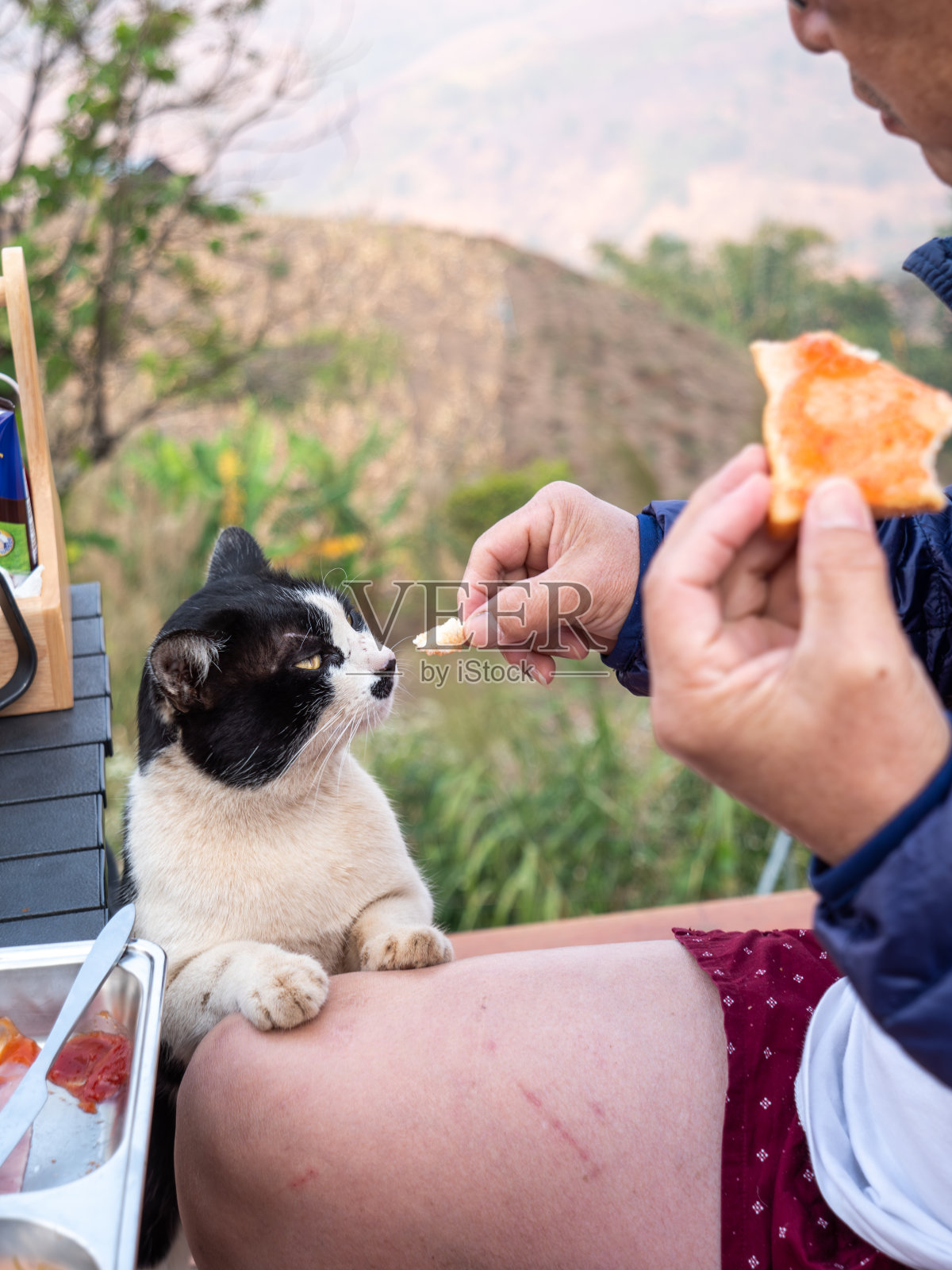 穿短裤的男人喂黑白猫照片摄影图片