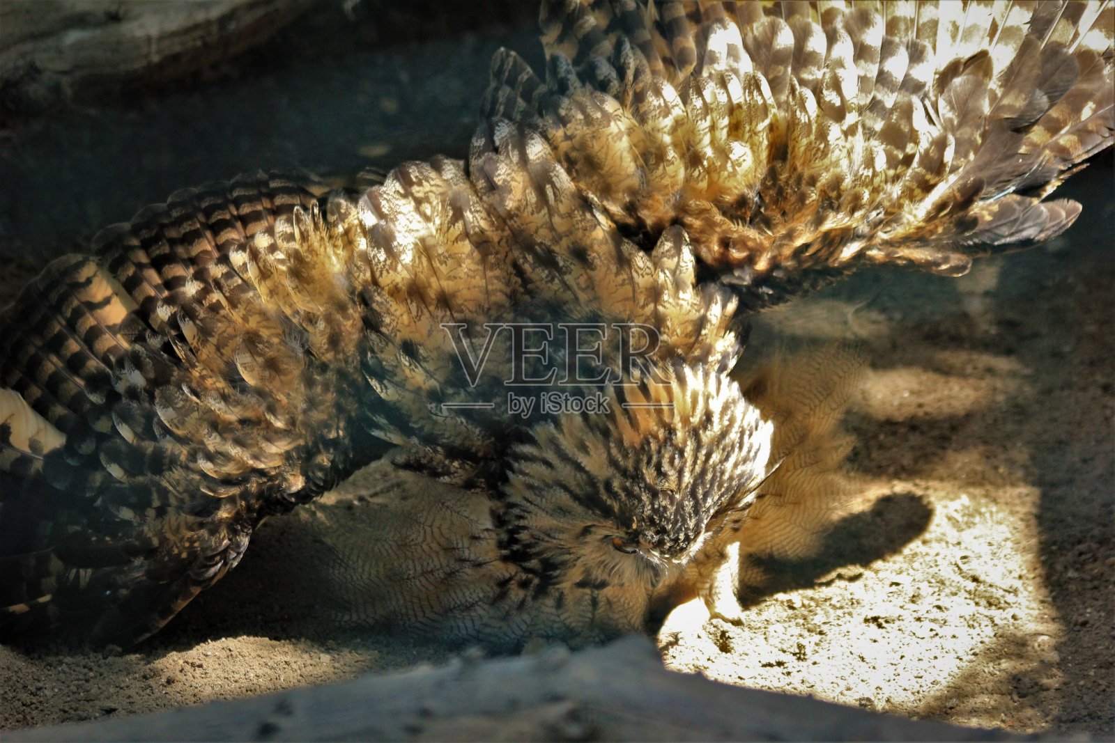 鹰枭照片摄影图片