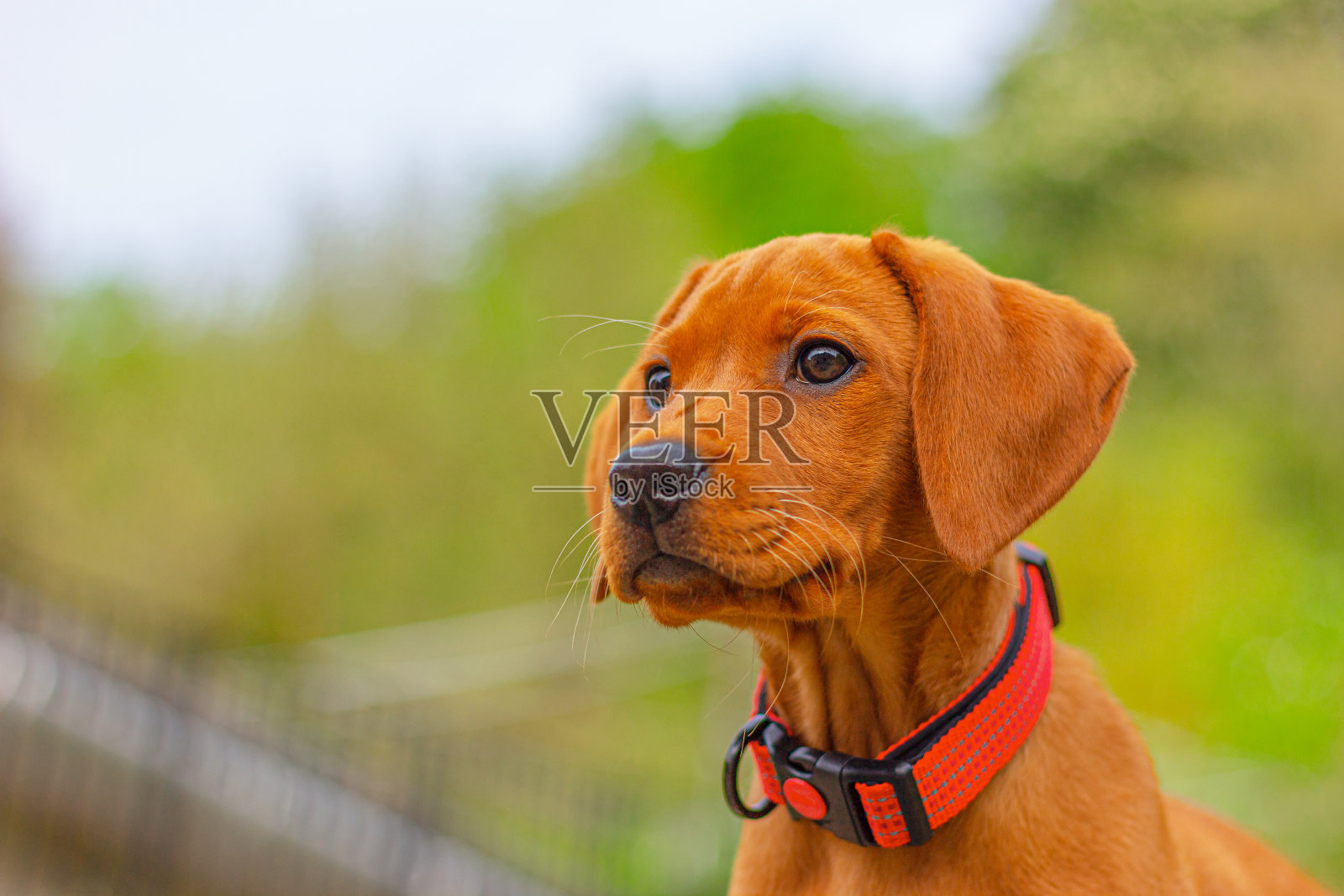 棕色猎犬维兹拉的近照照片摄影图片