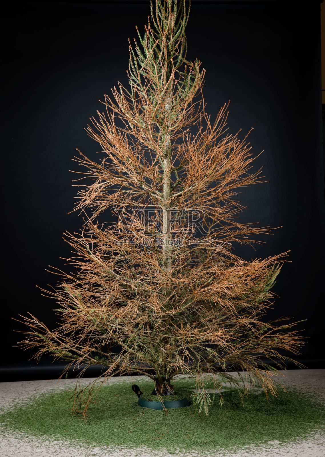 一种生长在小型草地上的小树照片摄影图片