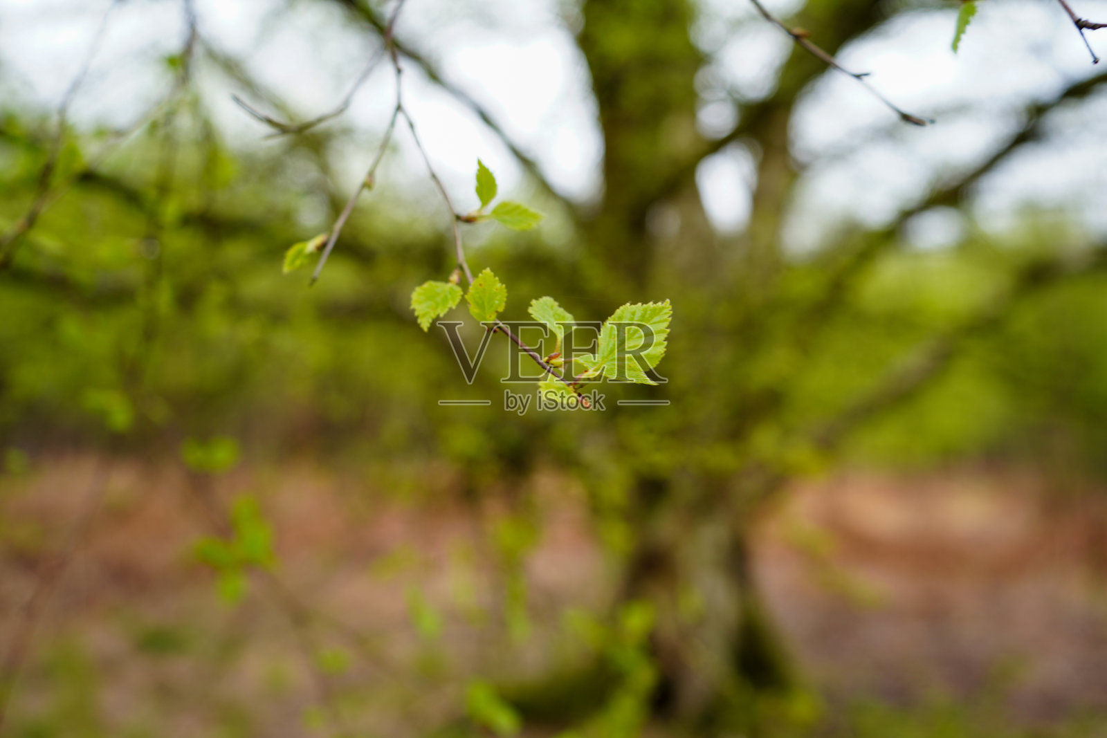 嫩绿的春叶长在细枝上的特写照片摄影图片