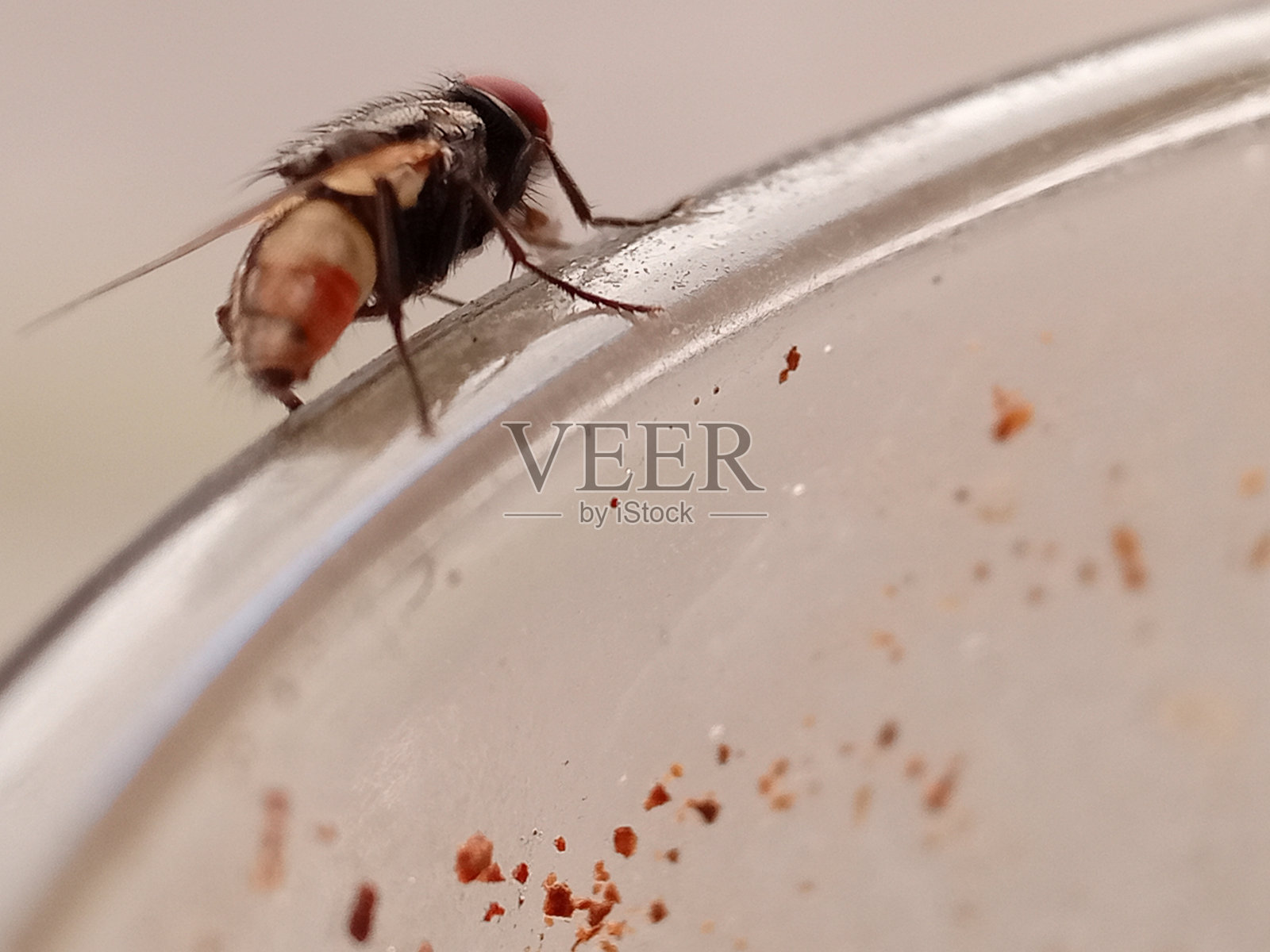 家蝇属的成年家蝇照片摄影图片