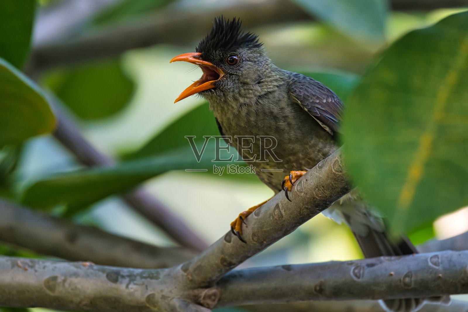 塞舌尔bulbuls，塞舌尔岛特有的鸟类照片摄影图片