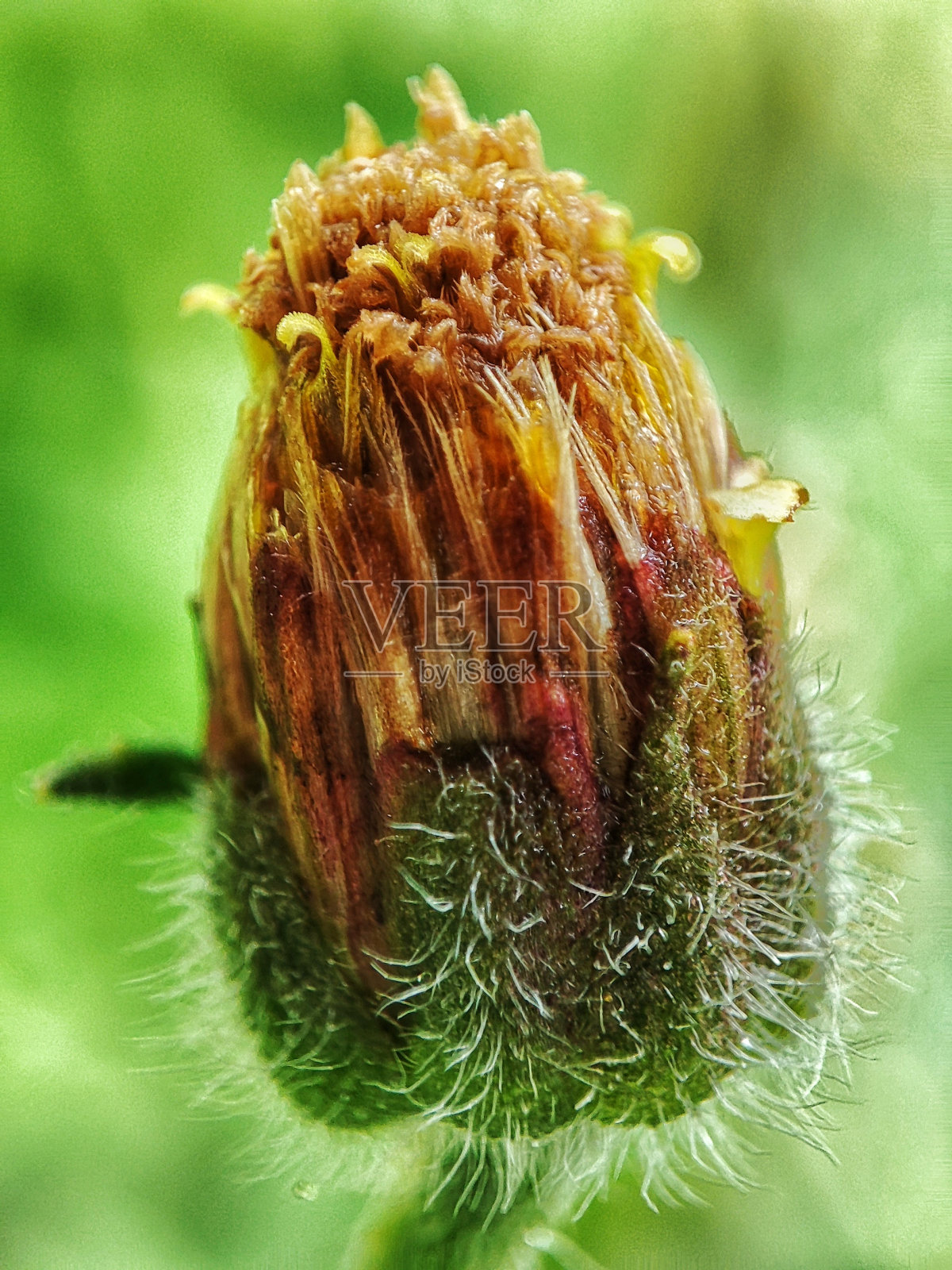 一个美丽的野生花蕾的特写照片摄影图片