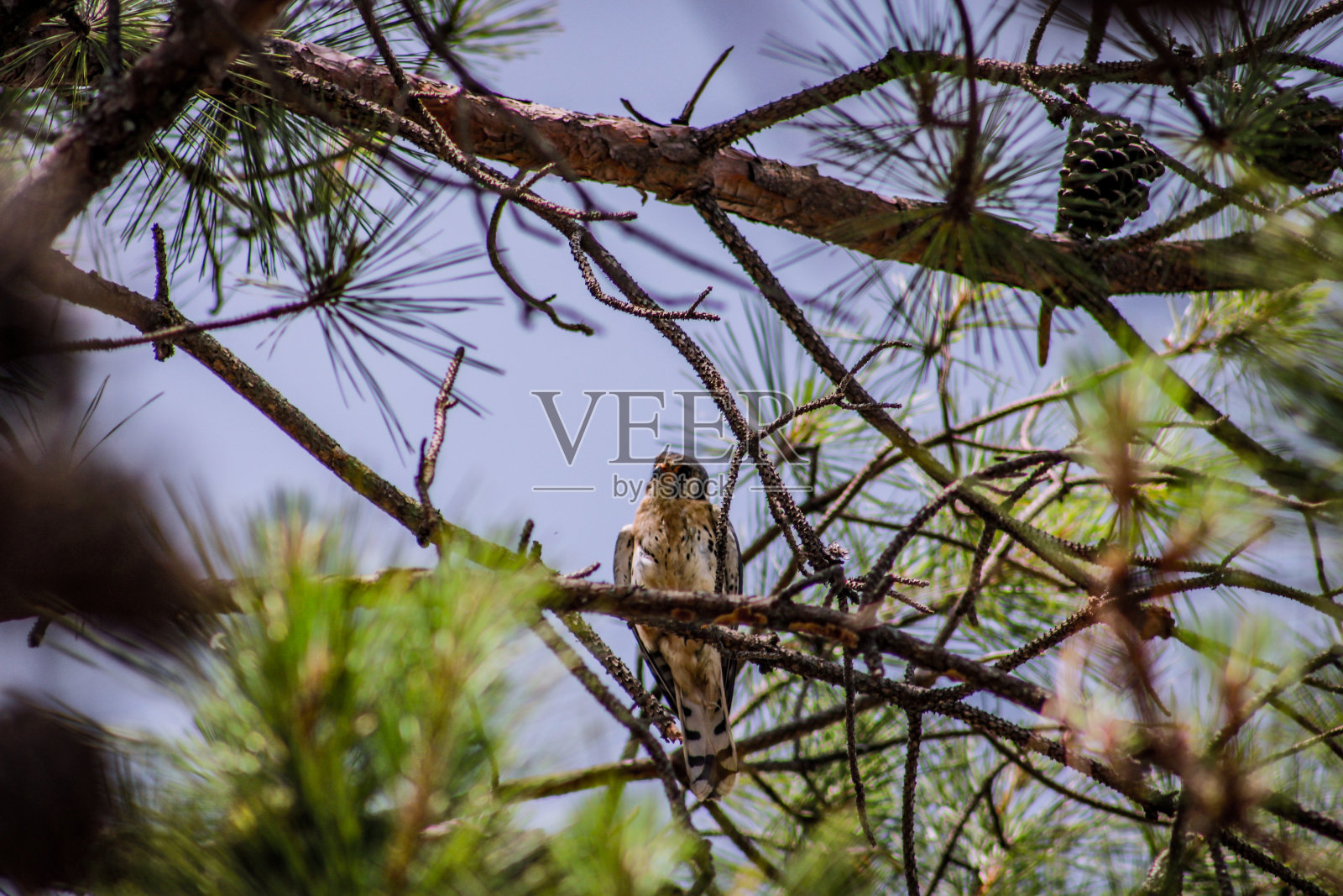 鹰照片摄影图片