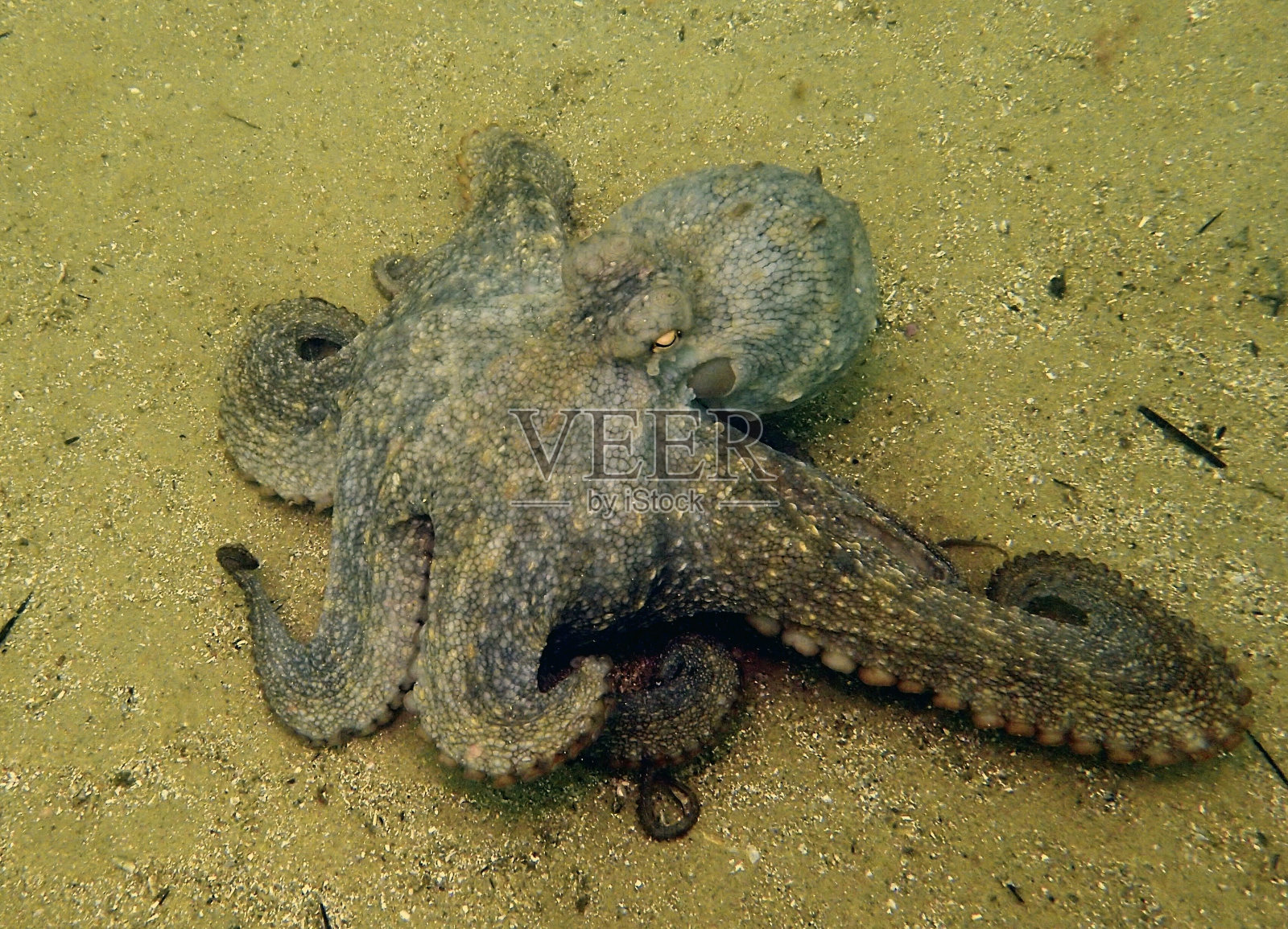 海底的章鱼照片摄影图片