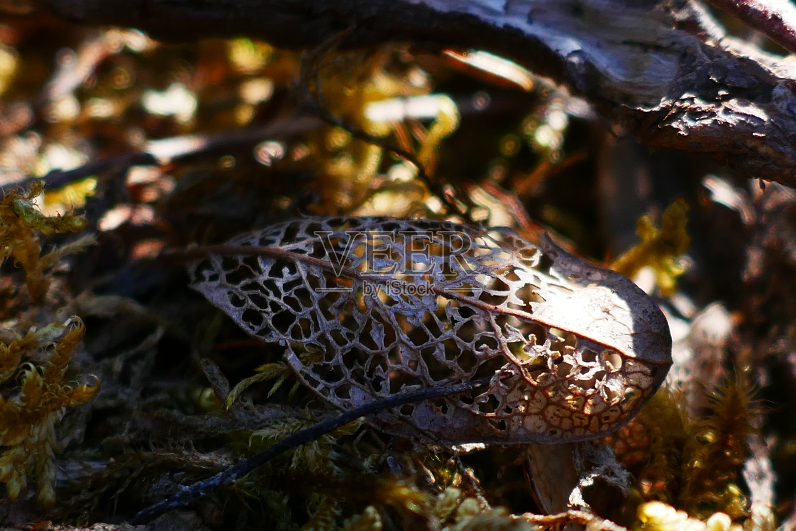 小世界照片摄影图片