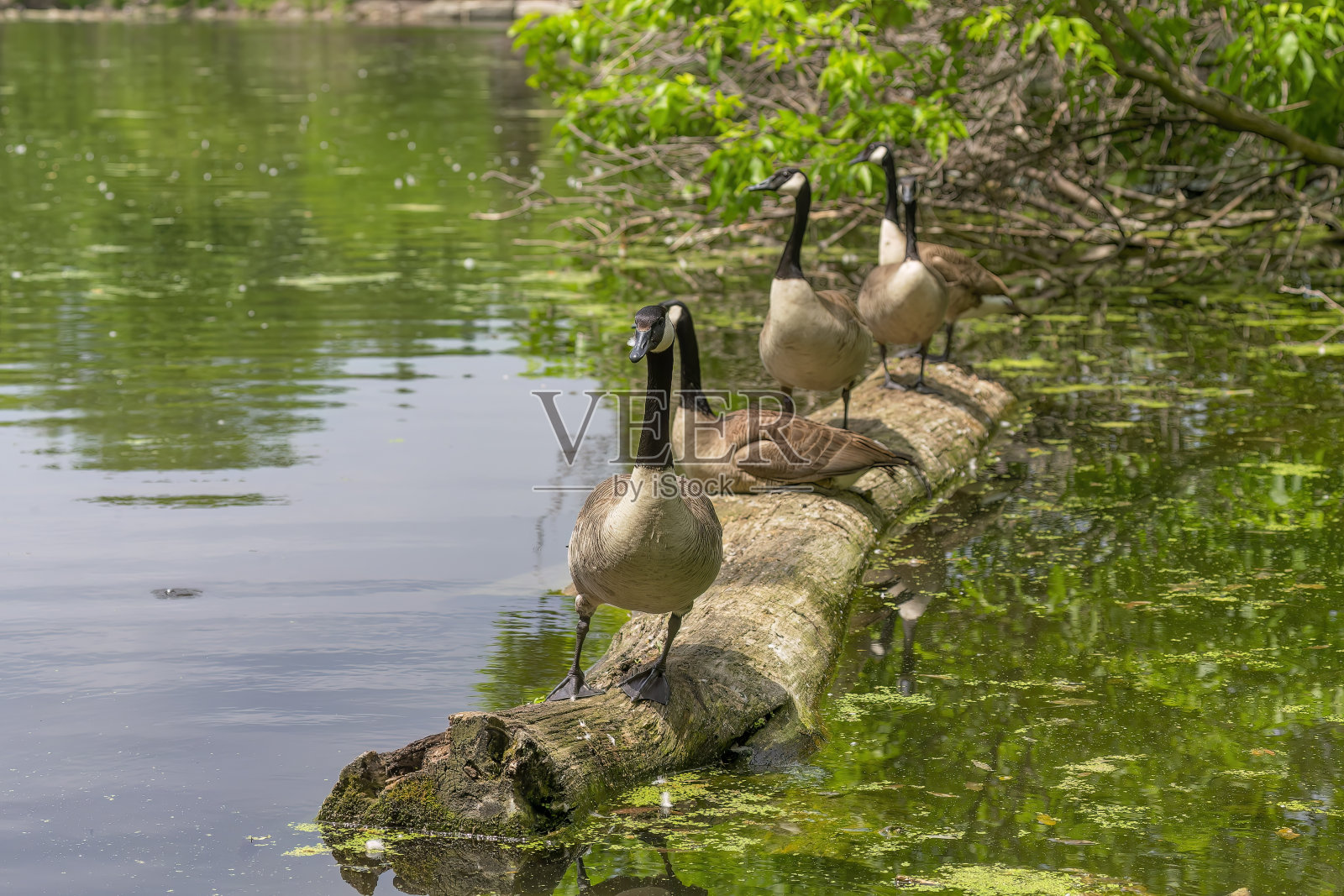 加拿大鹅(Branta Canada)照片摄影图片