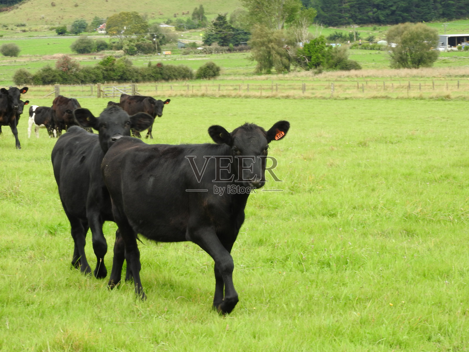 新西兰照片摄影图片