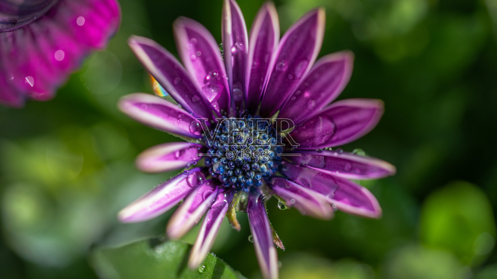 雨后的西班牙雏菊照片摄影图片