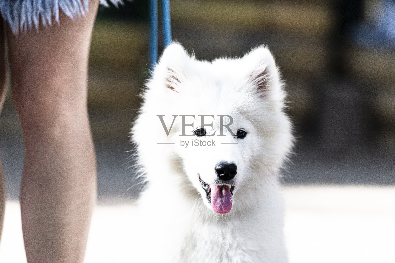 小狗萨摩德的肖像照片摄影图片