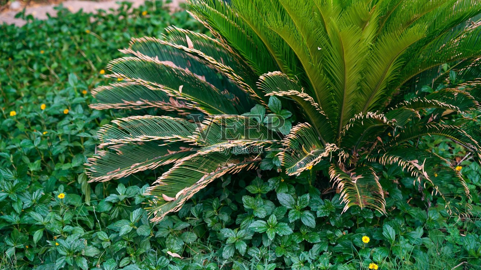 郁郁葱葱的热带棕榈树映衬着郁郁葱葱的树叶照片摄影图片