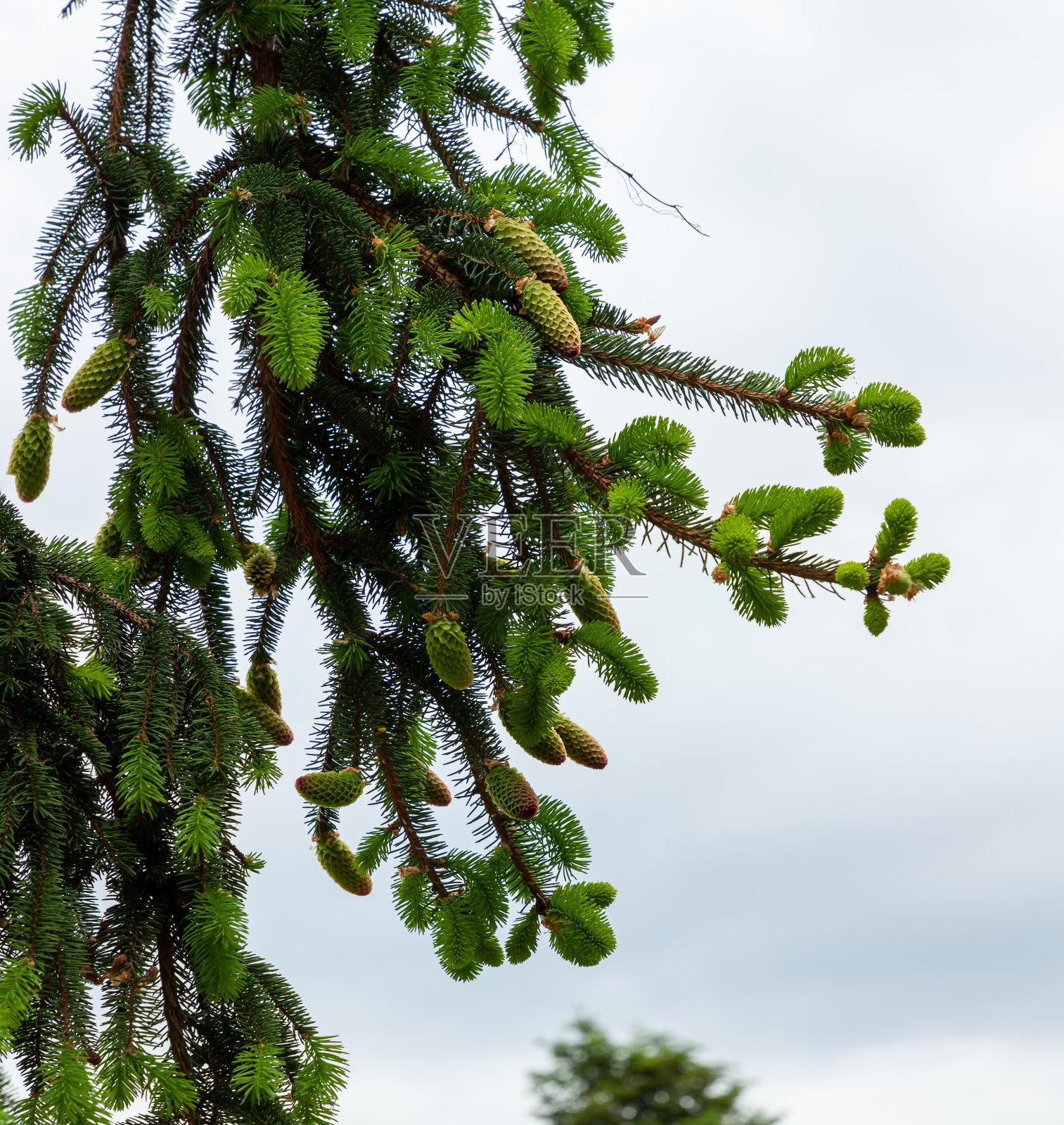 年轻的白色云杉在春天的枝条照片摄影图片