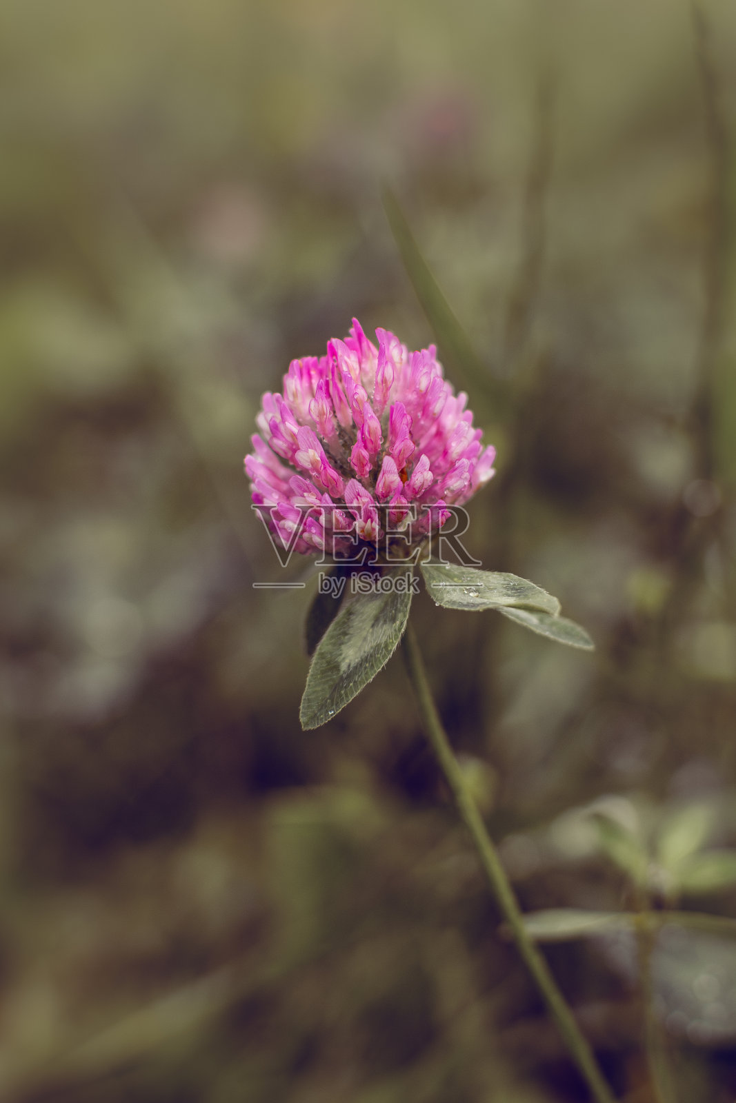 雨后盛开的紫三叶草花照片摄影图片