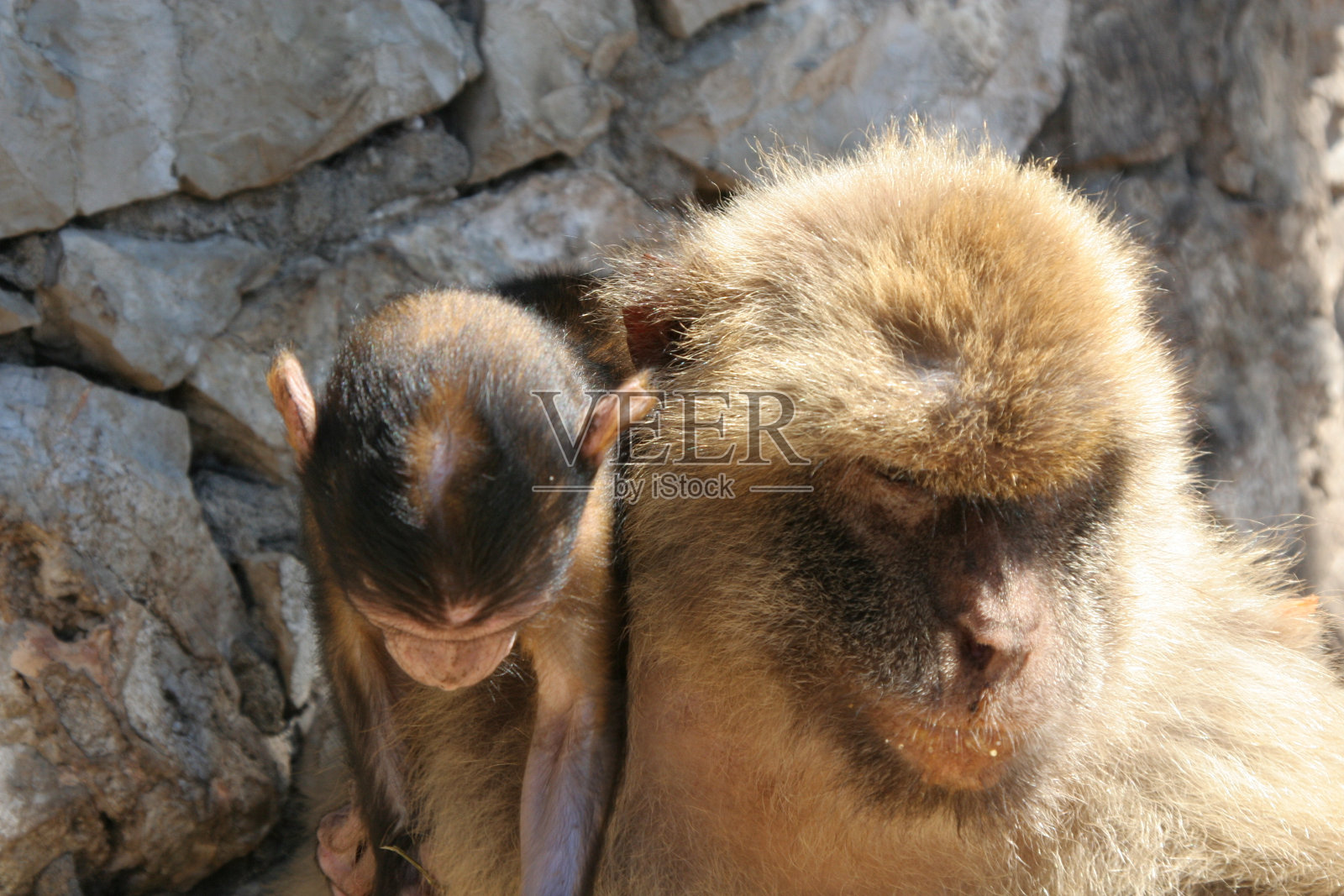 猕猴照片摄影图片