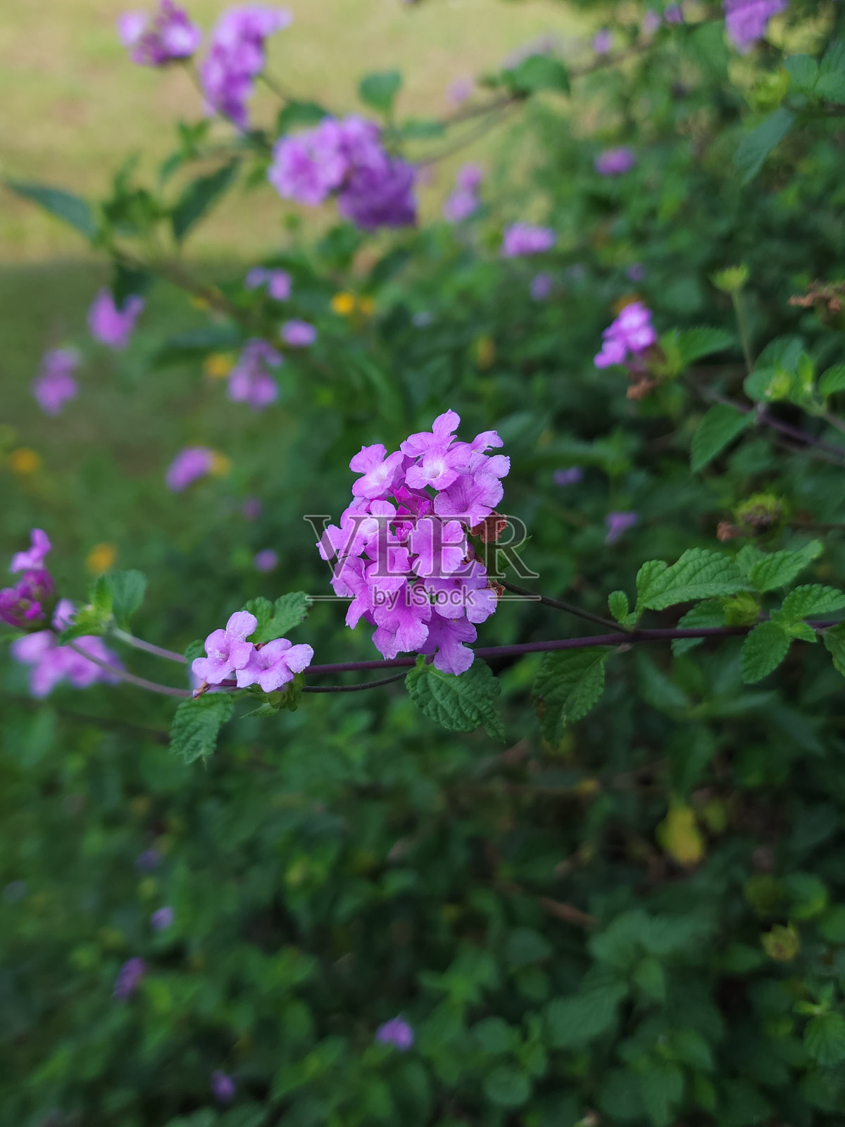 紫色的花照片摄影图片