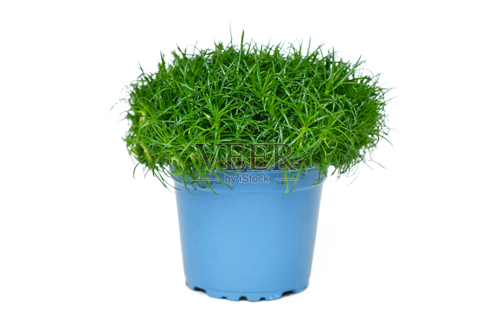 盆栽'Sagina procumbens'健康珍珠草植物照片摄影图片