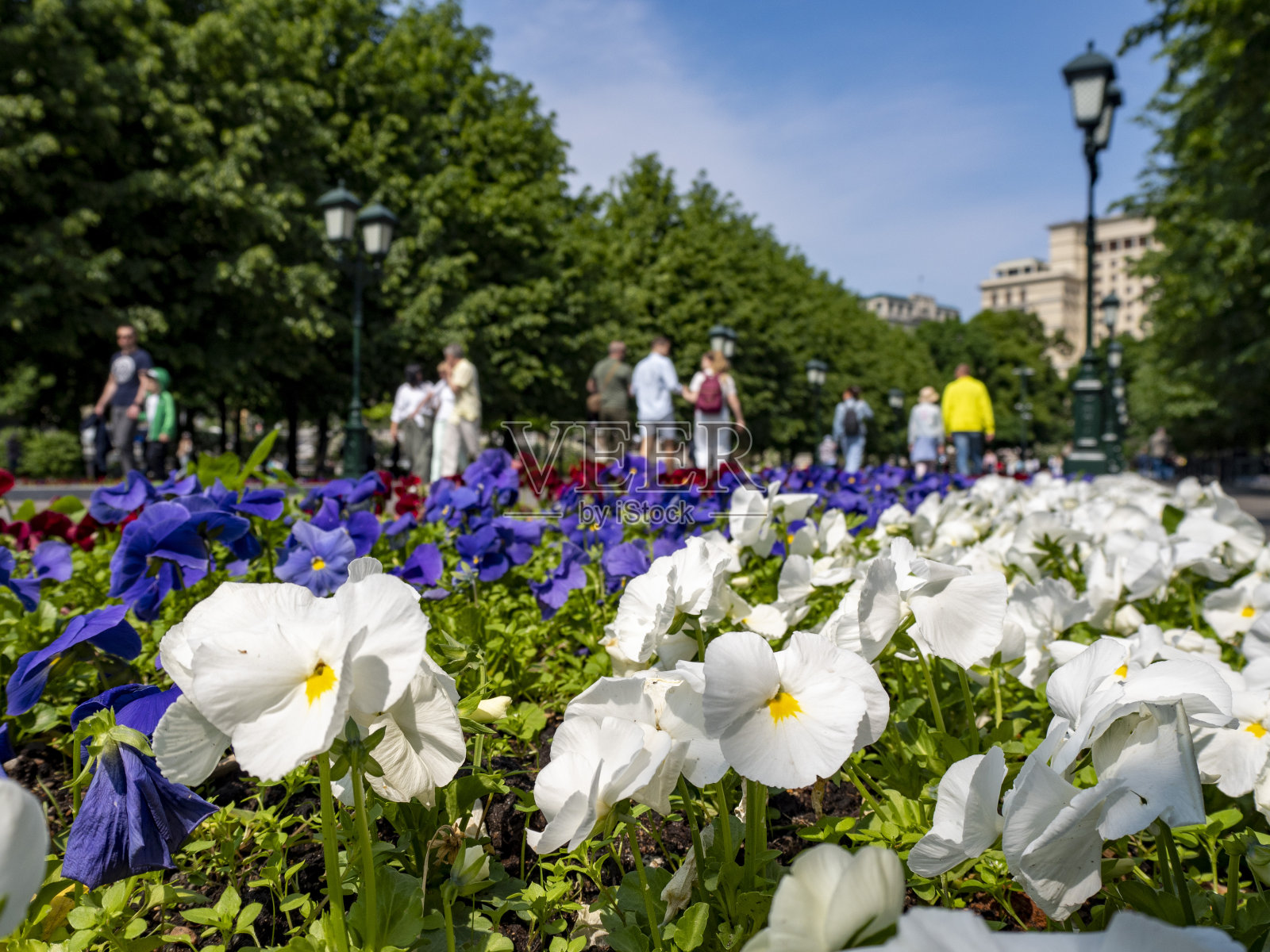 高尔基公园里鲜艳的花朵照片摄影图片