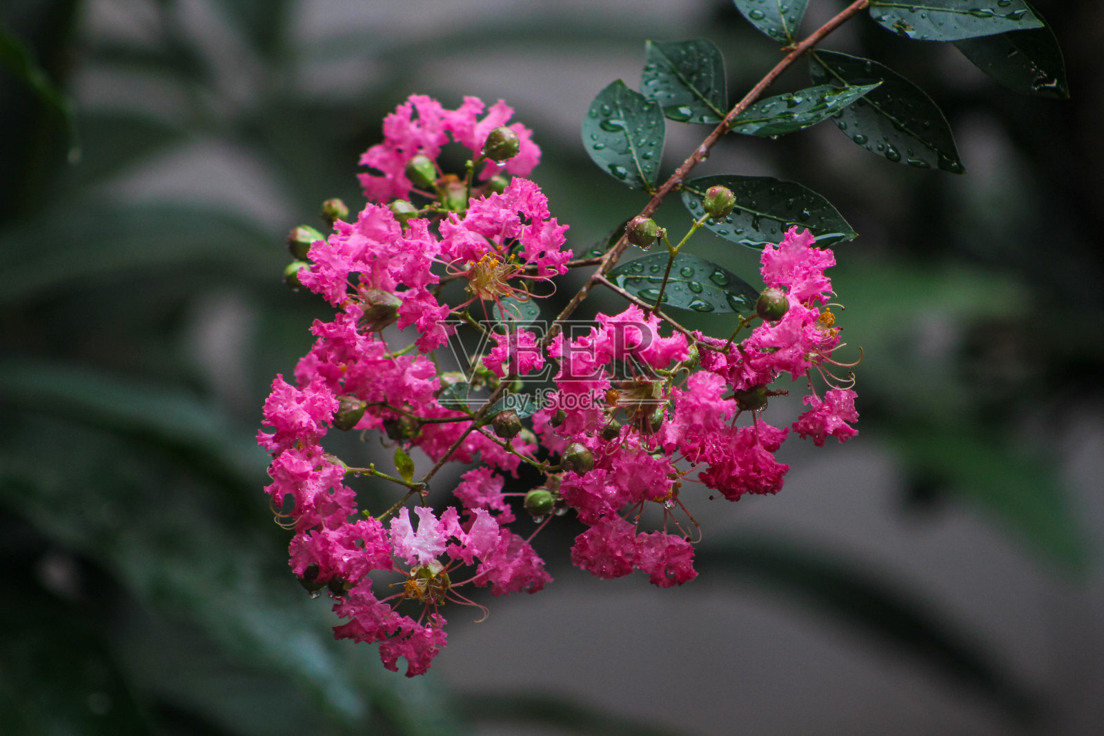 紫薇花照片摄影图片