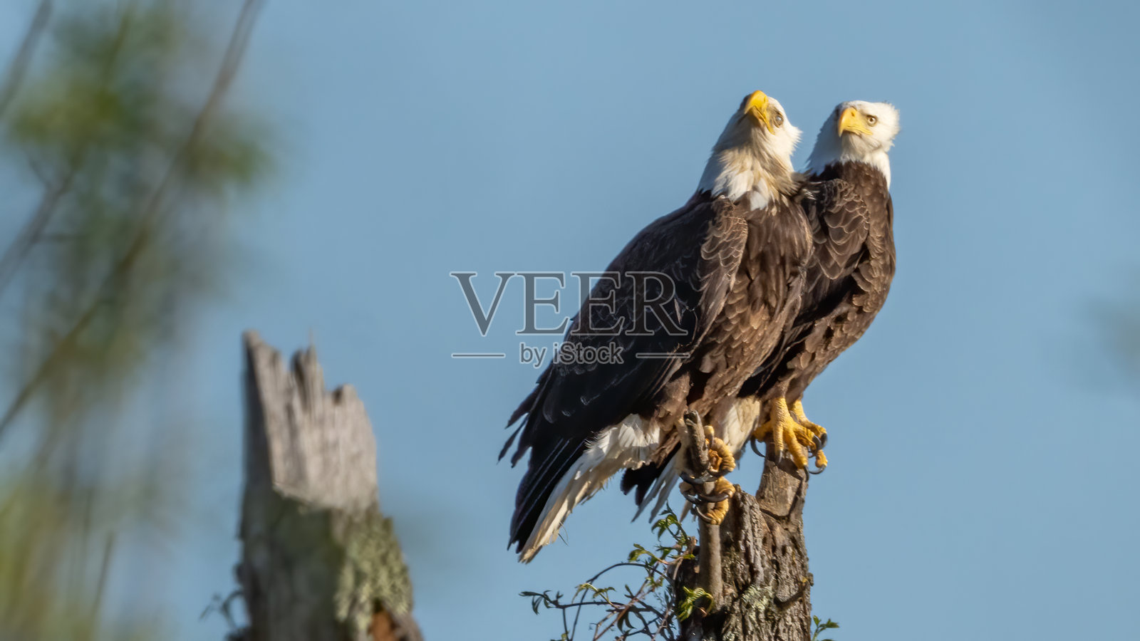栖息的秃鹰正在寻找它的下一餐照片摄影图片