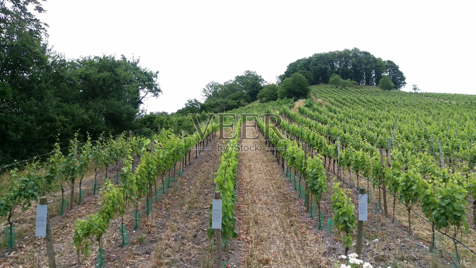 一排排的葡萄园生长在山坡上，每行开始都有招牌照片摄影图片