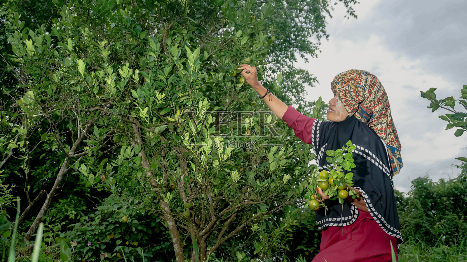 班加尔妇女在村里的花园里摘桔子照片摄影图片